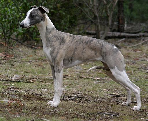 Whippet 9Y205D-224.JPG